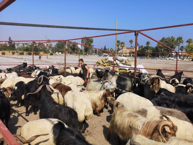 BAŞKAN TOSYALI, KURBAN SATIŞ ALANI BELİRLENDİ