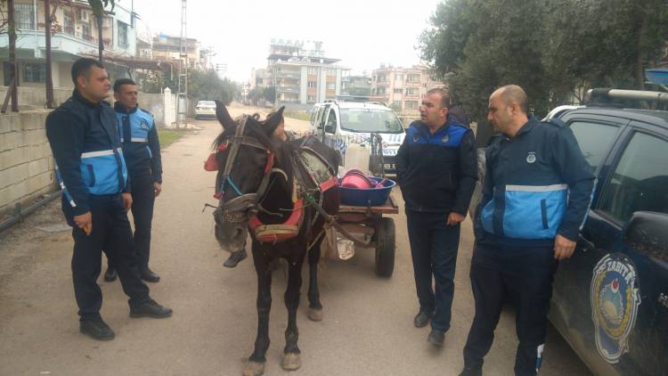 KIRIKHAN BELEDİYE ZABITA MÜDÜRLÜĞÜ AT ARABALARINA YİNE GÖZ AÇTIRMADI