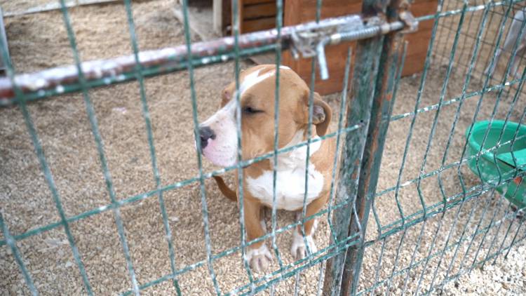 YASAKLI IRKLARI SOKAĞA BIRAKMAYIN HBB’DEN YASAKLI IRK KÖPEKLER İÇİN ÜCRETSİZ KISIRLAŞTIRMA İMKÂNI