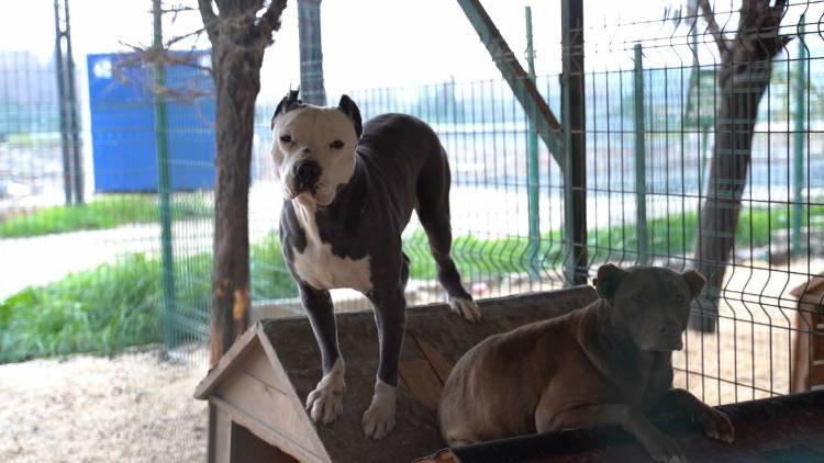 YASAKLI IRKLARI SOKAĞA BIRAKMAYIN HBB’DEN YASAKLI IRK KÖPEKLER İÇİN ÜCRETSİZ KISIRLAŞTIRMA İMKÂNI