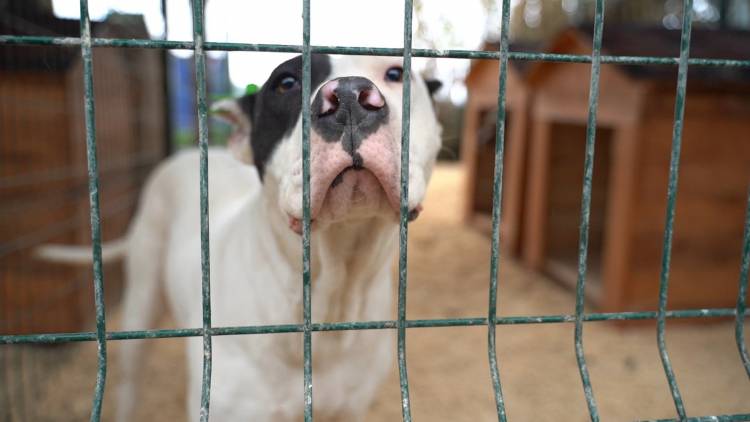 YASAKLI IRKLARI SOKAĞA BIRAKMAYIN HBB’DEN YASAKLI IRK KÖPEKLER İÇİN ÜCRETSİZ KISIRLAŞTIRMA İMKÂNI